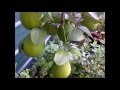 Lemons Growing in the Appalachian Mountains