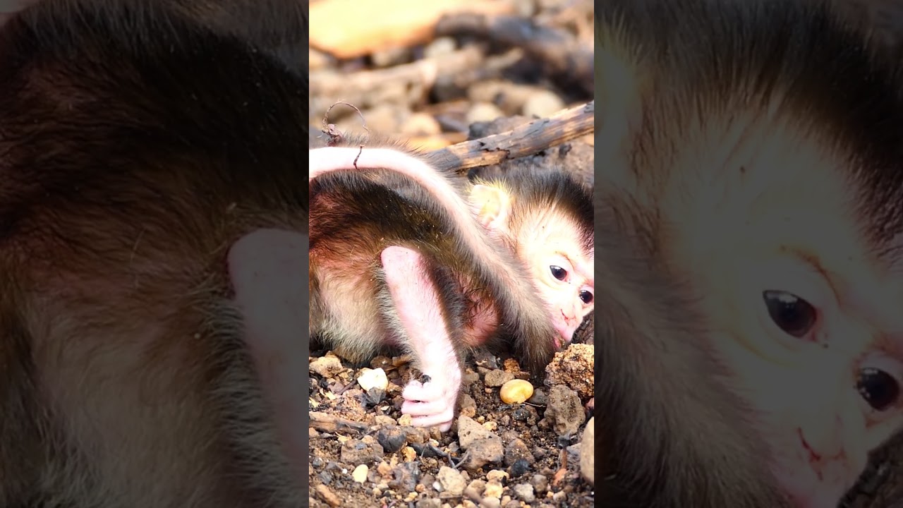 New video after of poor newborn baby monkey fall down from the high tree 
