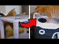 How To Build This EHEYCIGA 2-Storey Cat House + Review