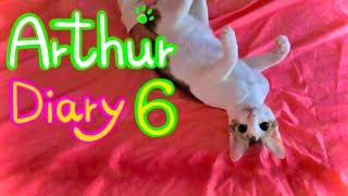 Tiny Rescue Kitten turned into the Great Cat Arthur's Diary 6 'Arthur's Healthy Life' by Arthur the Great Cat 206 views 10 months ago 3 minutes, 45 seconds