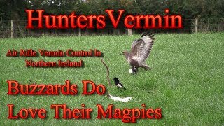 Air Rifle Hunting, Buzzards Do Love Their Magpies