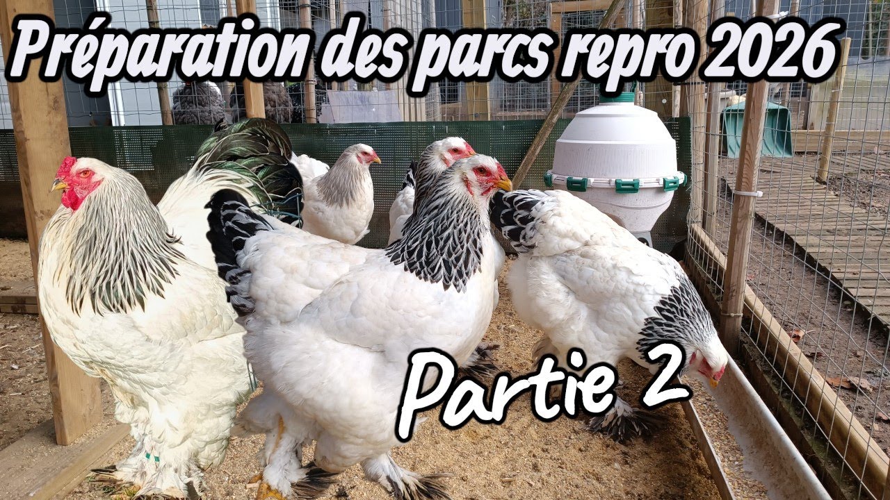 Poule Pékin / poule Brahma préparation des parcs repro 2026 