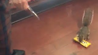 Squirrel Steals M&Ms From Disney World