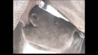 black rhino calf by SCARCE WORLDWIDE 57,852 views 7 years ago 1 minute, 21 seconds