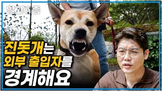 한국의 강아지 진돗개가 이토록 공격적인 이유와 공격성을 고칠 훈련법!┃세상에 나쁜 개는 없다┃알고e즘