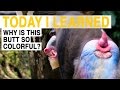 TIL: Why Do These Monkeys Have Big, Colorful Butts? | Today I Learned