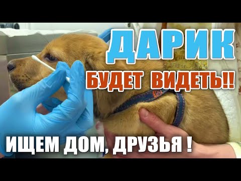 🐶 Спасёныш ДАРИК Будет Видеть❗ Сделали МРТ, осмотр врачей. 🙏ИЩЕМ СЕМЬЮ, Друзья, РЕПОСТ❗