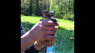 Crazy Scared Crying Frog