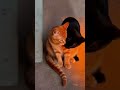 Too Cute! Cats Hugging in Sunset Light 🐱 MeowPlay#catshorts#CuteCats#CatLovers#AdorableKittens