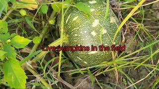 Live pumpkins in the field