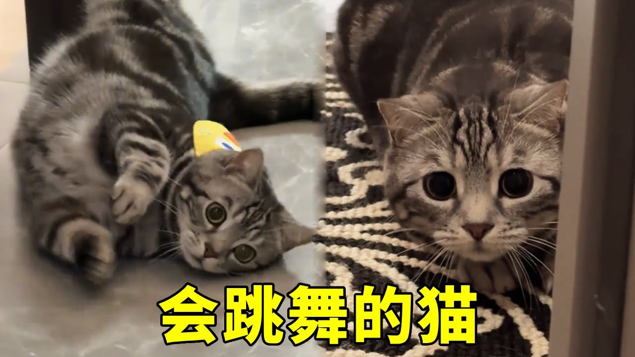 喂到表情包里会跳舞的猫，随地大小扭，看着容易害羞~