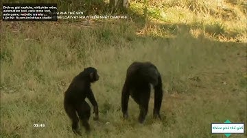 Những loài vật nguy hiểm nhất châu phi