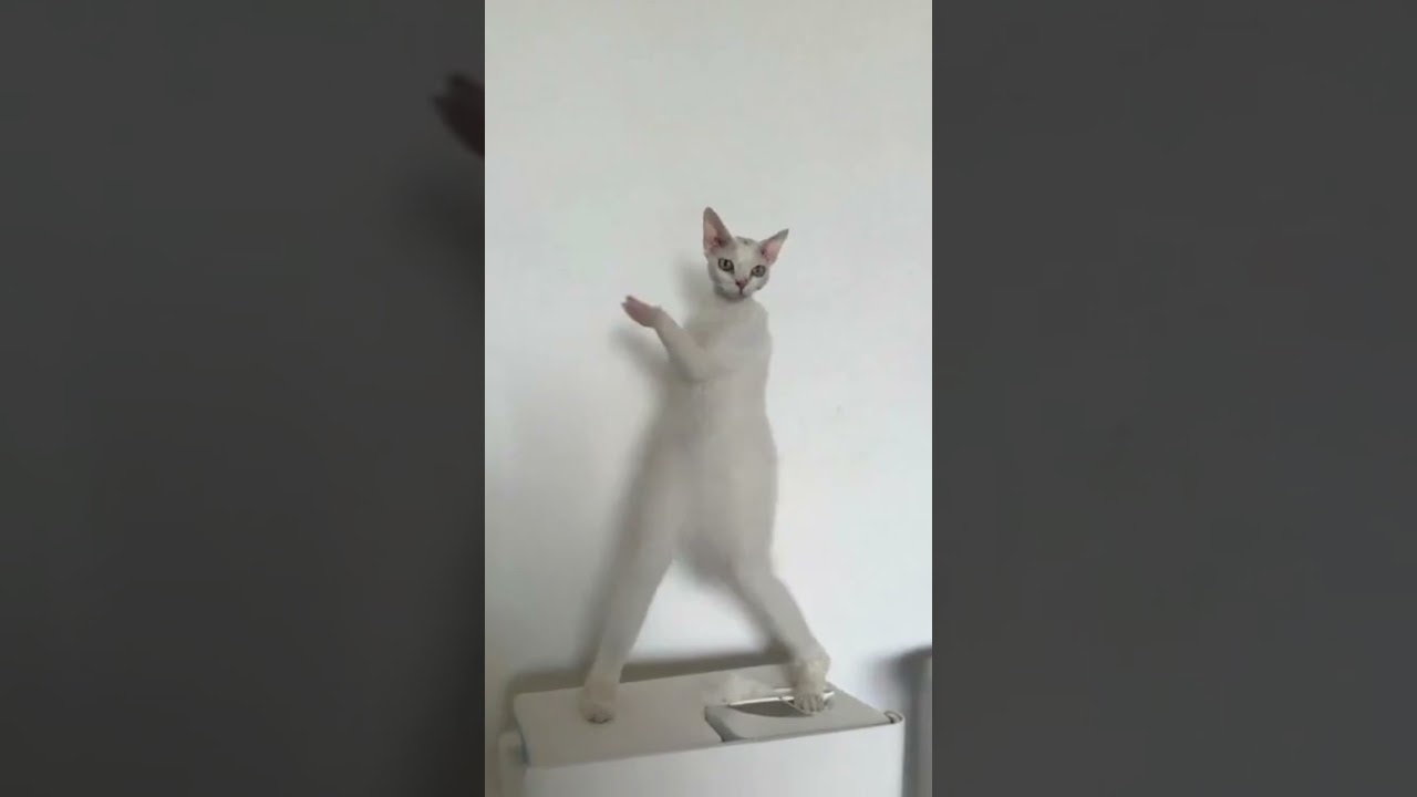 #funny #comedy #memeclip #dance #funnymemes #dankememes #comedymemes #memehub #youtubeshorts