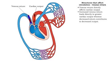 Structures that affect circulation - venous return
