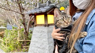 豪華なお花見で初めて桜を見た子猫の反応がこちらですw