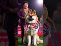 7 Facts About The Akita 7 Facts About The Akita