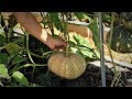 Grow Chinese/Asian pumpkin, easy and productive!