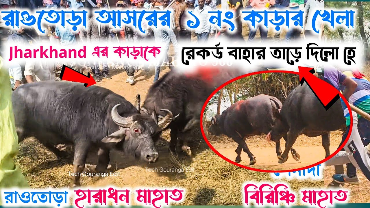 রাওতোড়া আসরে ১ নং কাড়ার লড়াই//হারাধন মাহাত বনাম বিরিঞ্চি মাহাত পেনাদা