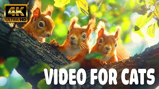 Cat TV for Cats to Watch 😺 Little Red Squirrel Chipmunks and Birds 🐿 8 Hours 1K HDR 60FPS
