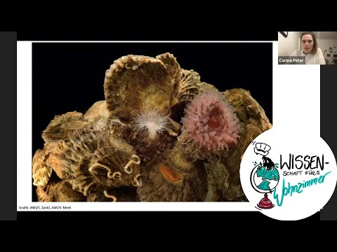 Video: Versteckte Artenvielfalt Durch Integrierte Morphologie Und Genetische Artenabgrenzung Von Quellmilbenarten (Acari, Parasitengona: Hydrachnidia)