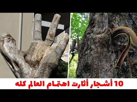 10 أشجار غريبة اثارت اهتمام العالم رقم 10 ستصيبك بالحيرة