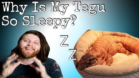 What You NEED To Know About Tegu Brumation