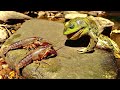 Frogs EATING Live Crawdads! EPIC SLO-MO
