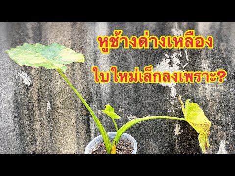 วีดีโอ: พันธุ์โคโลคาเซียสำหรับโซน 6: การเลือกหูช้างสำหรับสวนโซน 6