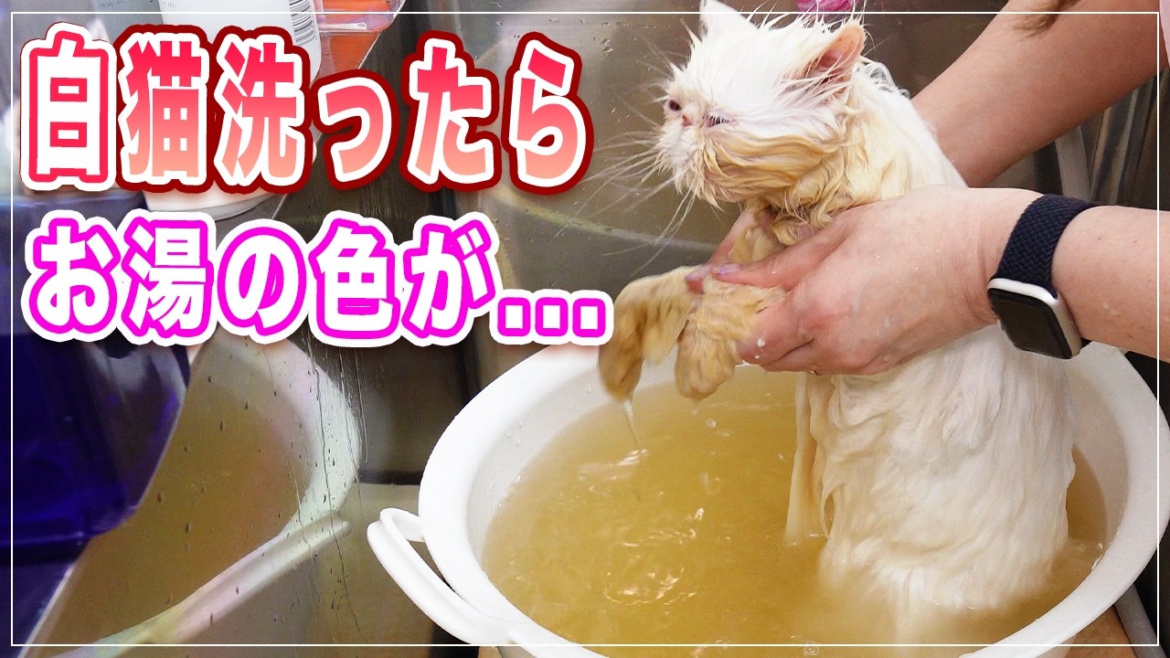 こんなに汚す猫は見たこと無い、これは本当に白猫なのか！？汚し屋の娘はもっと汚し屋だった件、白猫を洗ったはずなのになぜこんな色のお湯になる！？