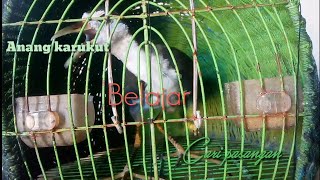 Suara pikat ruak ruak jantan