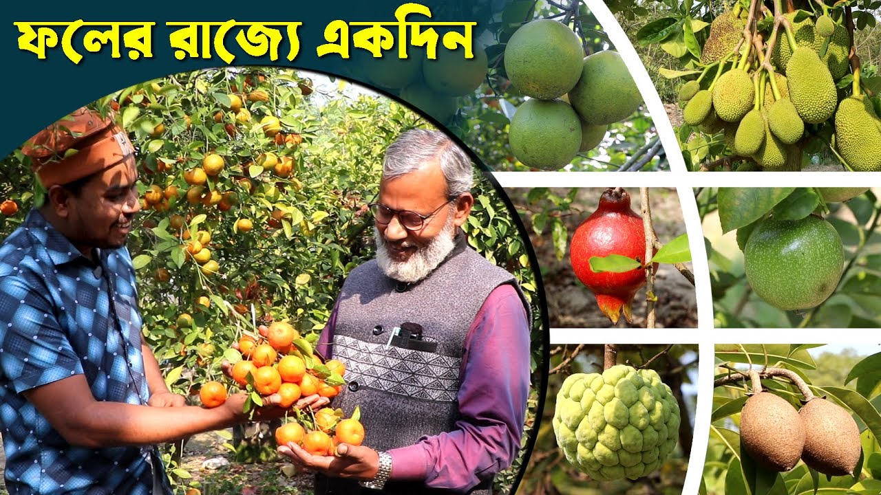 1251- ফলের রাজ্যে একদিন। জীবননগর, চুয়াডাঙ্গা,- র.ই মানিক চিত্রপুরী R.I Manik.Chitrapuri Krishichitra