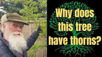 Why does this tree have thorns?