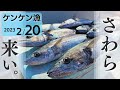 ケンケン漁でサワラを狙え！三重県、春の魚が釣れだしました。