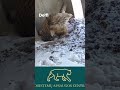 Самка шяуляйского филина снесла еще одно яйцо