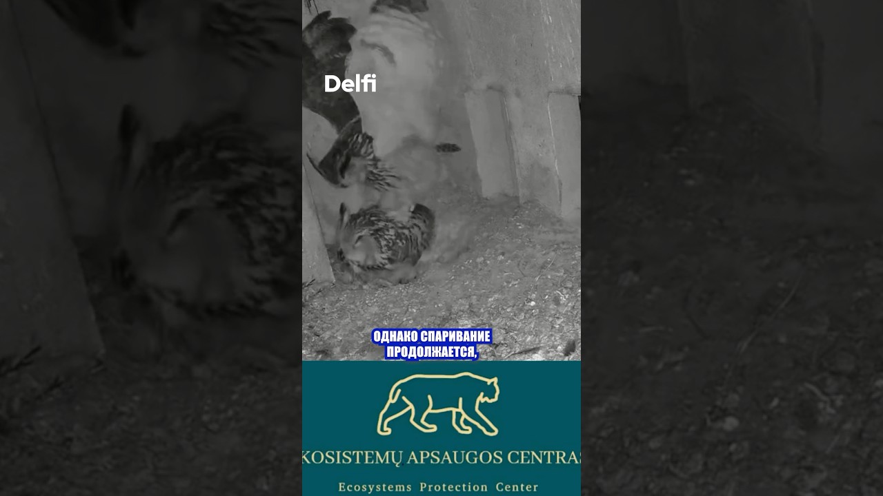 Самка шяуляйского филина снесла еще одно яйцо