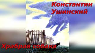 Храбрая собака. К. Ушинский.