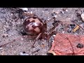 Steatoda triangulosa