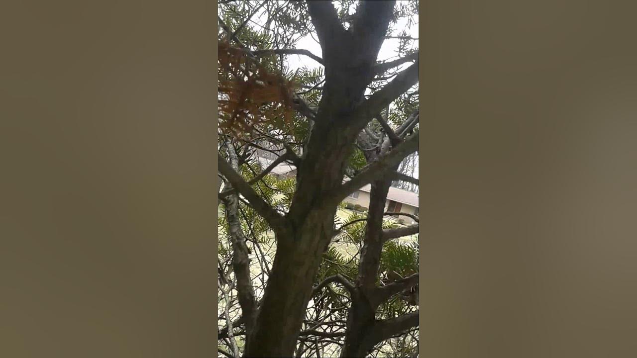 How Do Raccoons Get on Roofs? They Climb YouTube