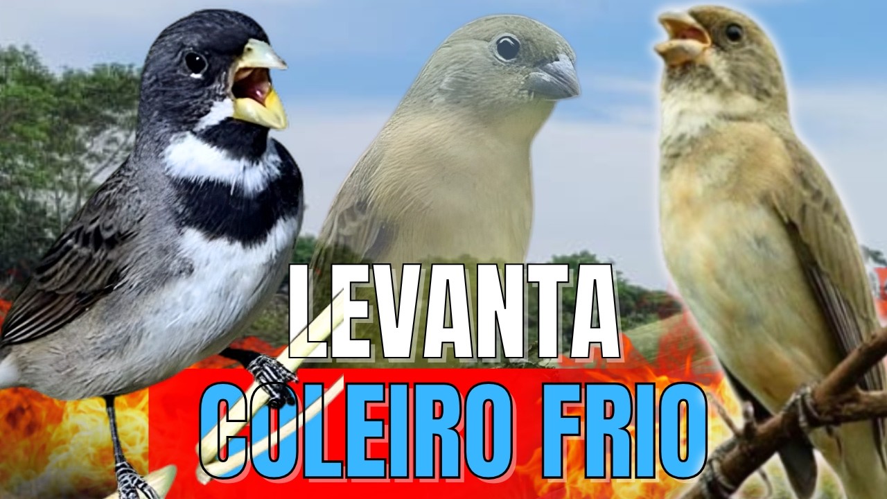 CANTO DO COLEIRO TUI TUI PRERFEITO COM PIADO DE FÊMEA DE COLEIRO PARA ESQUENTAR COLEIRO TUI TUI