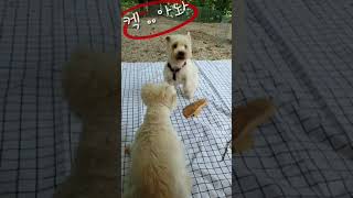 캠핑장에서 흥터진 코코 ㅋ😅#웨스티체력#shorts