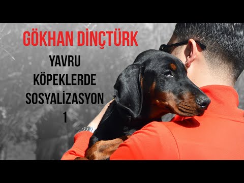 Video: Motorlu çekici Araç Için Varyatörler: Motorlu çekici Araçlarda Safari Varyatörlerinin Ve Diğer Modellerin Ayarlanması, Motorlu Bir Köpeğe Kayış Değiştirici Takma Kuralları