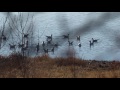 Озеро Иван, весна, чайки.