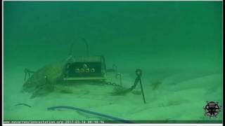 TAD works!  (Turtle Aggregation Device : ) Navarre Live Ocean Cam 3 14 17