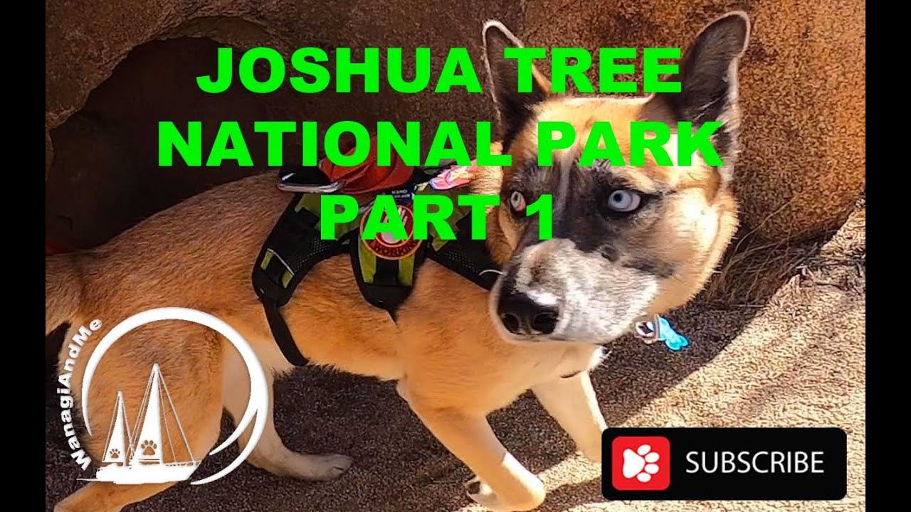 Joshua Tree National Park  Part 1 Cactus Garden Big Boulders Rock Climbing Adventure Outdoors Desert