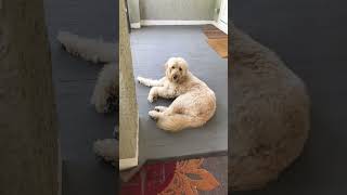 My moms friends dog ???goldendoodle equestrianrider trendaudio lol haha omg subscribers