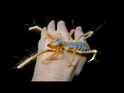 Giant Camel Spiders in Oman