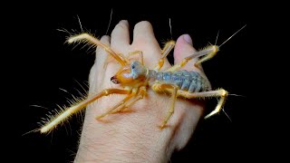 Giant Camel Spiders in Oman
