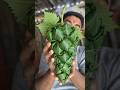 Making a GIANT Grape Cluster from Leaves 😳🍃 | 8s Satisfying Craft #shorts