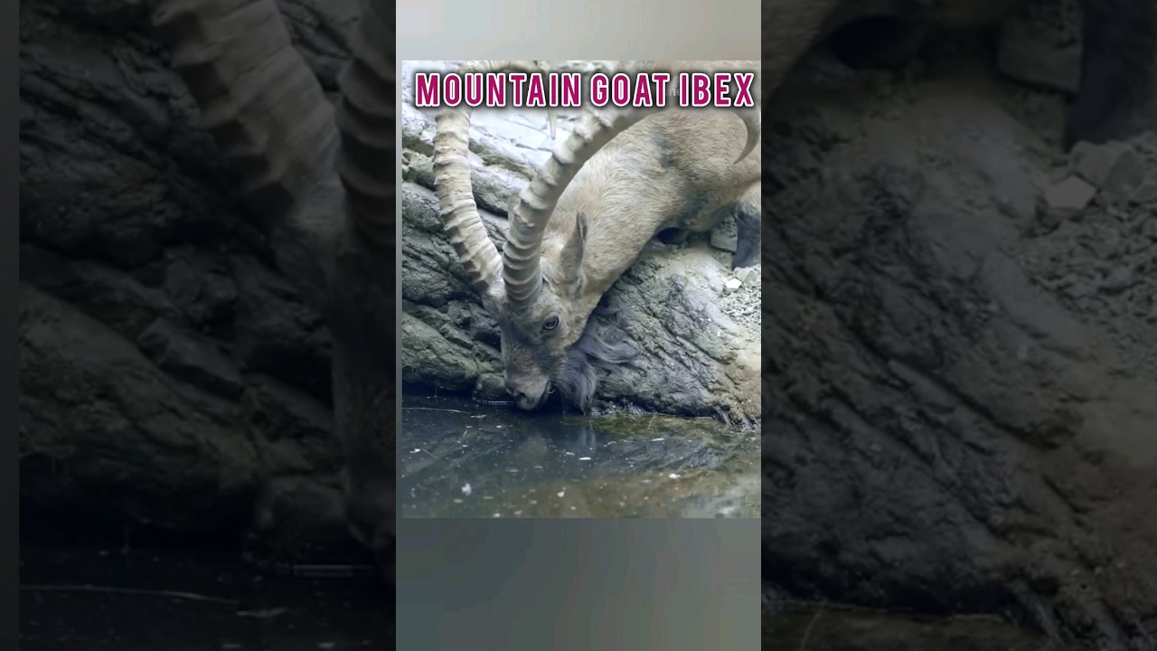 IBEX Fighting😜😜How do Mountain goat ibex fight each other? 