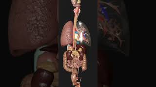 Explore the dynamic movement inside your body. #